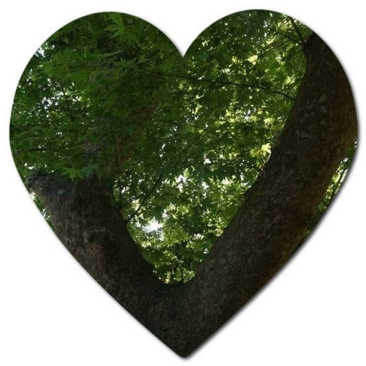 Can I trim my neighbors tree in Texas