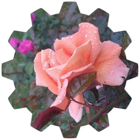 Popular endemic flowers growing in Chicago