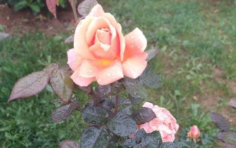 Popular plants and flowers growing in San Francisco