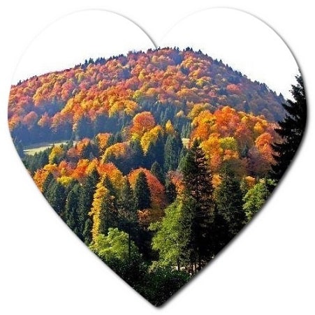 What are 3 most common types of pruning?