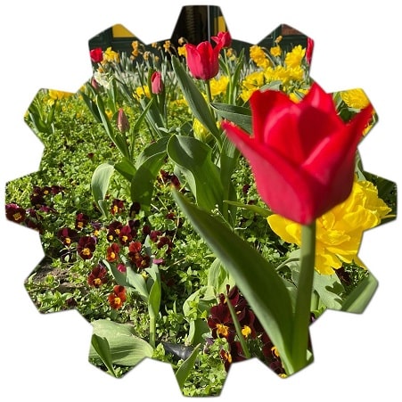 What are the most beautiful flowers growing in Chicago