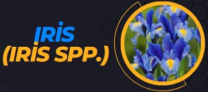 What are the popular flowers of Tennessee