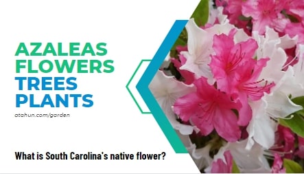 What are the popular flowers that grow in South Carolina