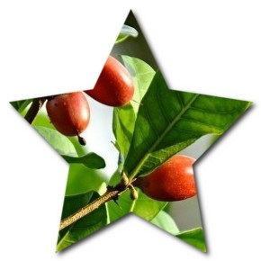 What is the national flower of Cameroon