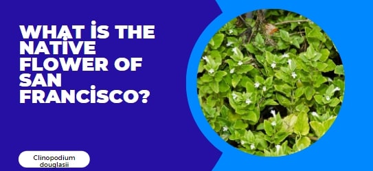 What is the native flower of San Francisco