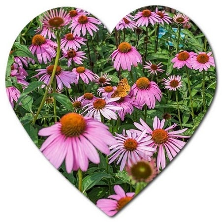 What plants are native to Milwaukee Wisconsin