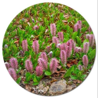 What plants grow naturally in Iceland?