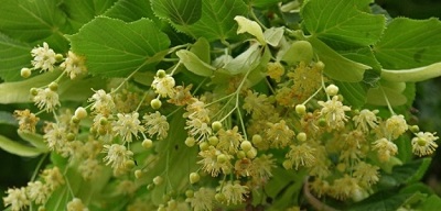 How long do linden trees blossom? Linden flowering season