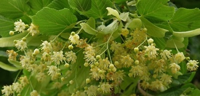 When can linden bloom Linden flowering season