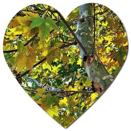 When can you prune trees in Wisconsin