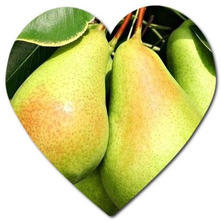 Are there fruit trees in New Zealand