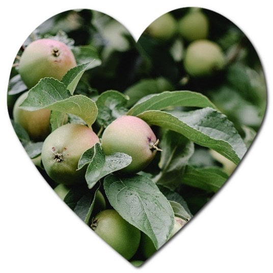 Are there orchards in New Zealand