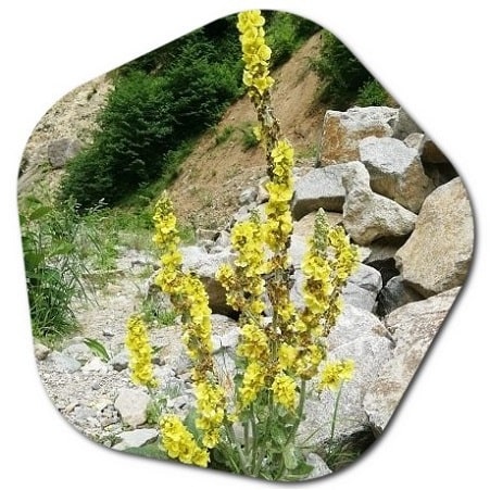 Is Verbascum thapsus growing in America good for health?