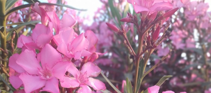 Does oleander grow in New York