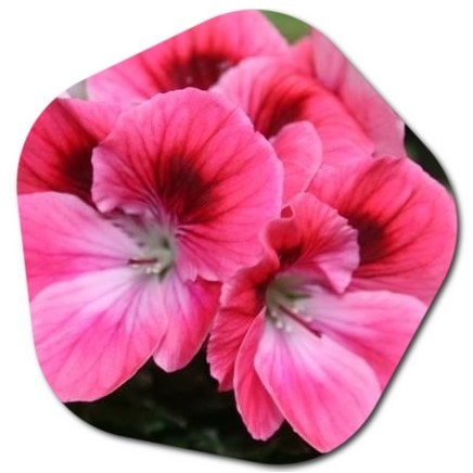 Flowers suitable for potting in Denmark