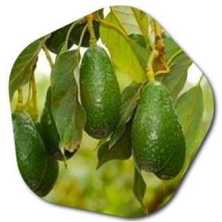 Fruit tree pruning techniques in the United States