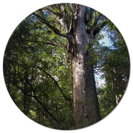 How much forest is there in New Zealand