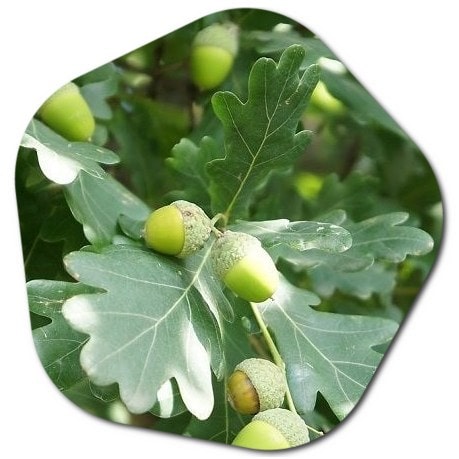 How much forest is there in the UK