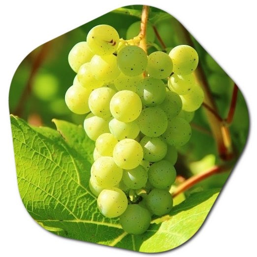 How much water does it take to grow grapes in California