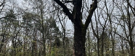 Hvordan beskærer man træer i Danmark?