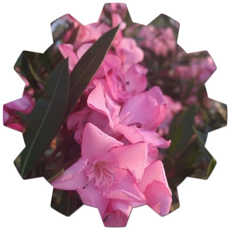 Is oleander a tree or a shrub