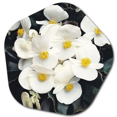 Names of flowers beginning with the letter B