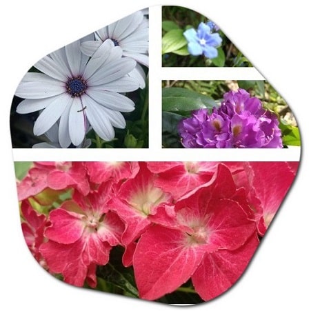 Names of the flowers that grow best in Salford