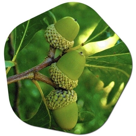 Trees from the forests of Spain