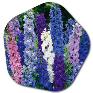 What are the flowers and plant species beginning with D
