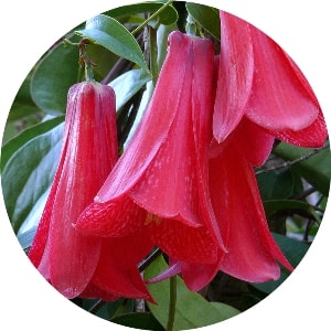 What are the most beautiful flowers that grow in Chile