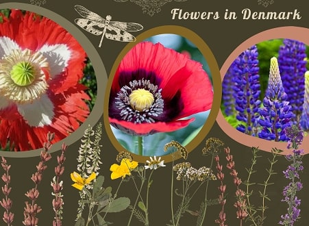 What are the most beautiful flowers that grow in Denmark