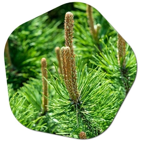 What are the most popular trees growing in UK forests