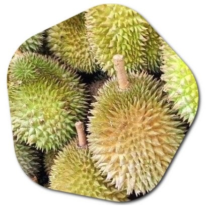 What are the names of flowers and trees beginning with D