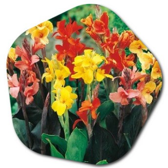 What are the names of plants beginning with the letter C