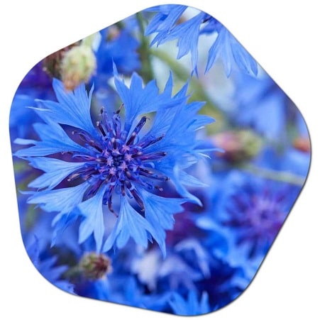 What are the plant names starting with C