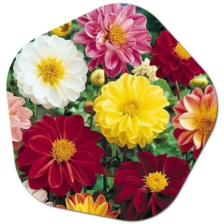 What are the plants starting with the letter D