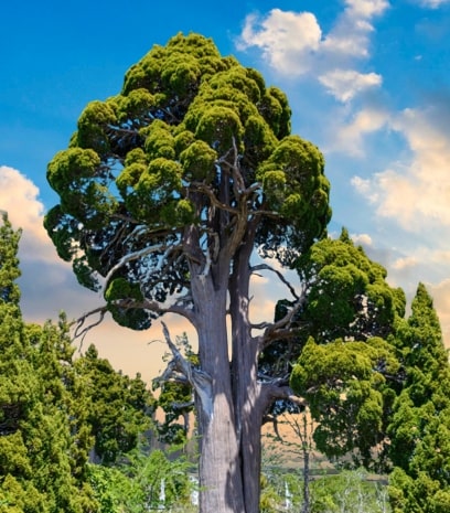 What is the biggest tree in Chile