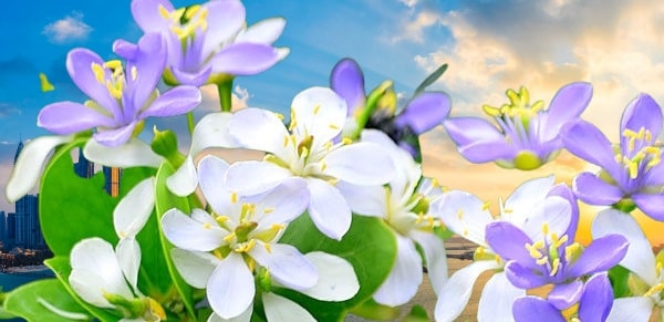 What is the most popular flower in Jamaica