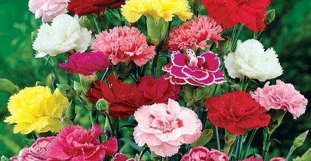 What is the national flower of Andalusia