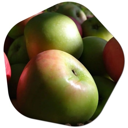 What plants begin with letter A