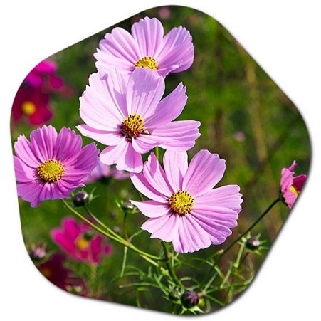 When to plant flowers in Denmark