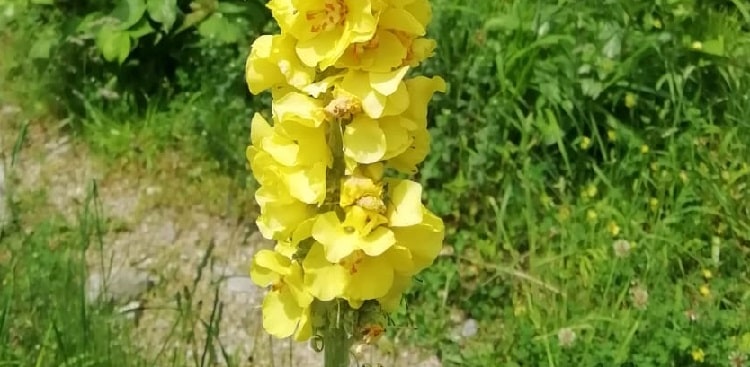 Where can mullein grow well in America Mullein America