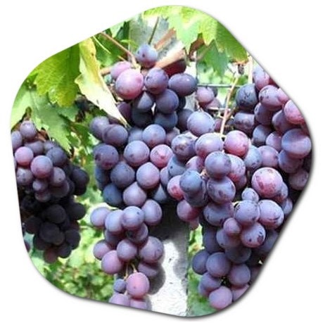 Where do grapes grow in California