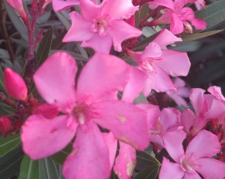 Where is oleander most commonly used in New York