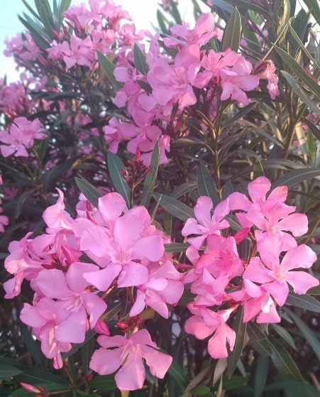 Which country is the oleander tree native to