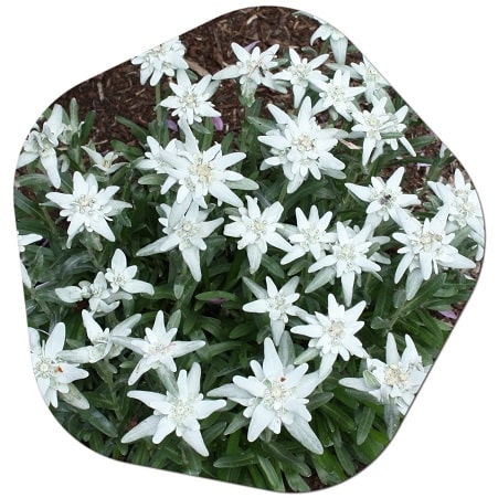 Which flowers grow the most in Switzerland