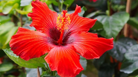 Which flowers grow well in Jamaica