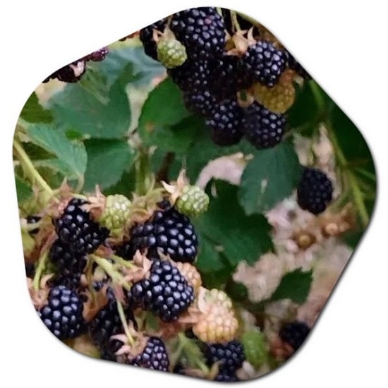 Are blackberries invasive in UK?