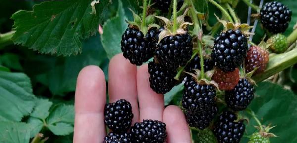 Are blackberries native to the UK?