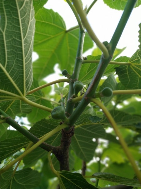 Are figs popular in France